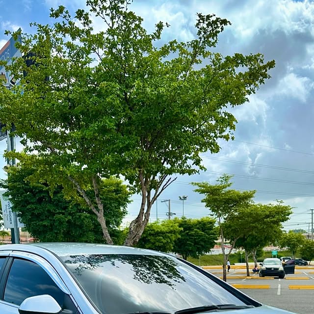 Hyundai Sonata LF